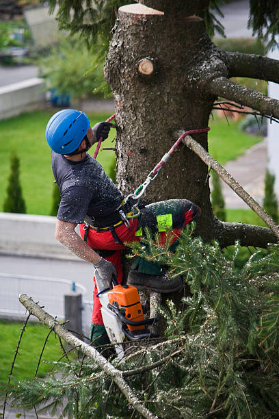 Reliable Fort Benton, MT  Tree Services Solutions